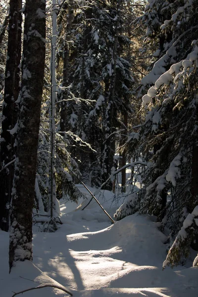 Sonniger Frostiger Und Schneereicher Wintertag Verschneiter Nadelwald Ranua Zoo Lappland — Stockfoto