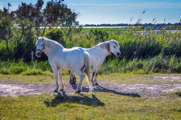 Tussen Kustduinen Grazen Volbloed Witte Paarden Hete Zomerdag Het Enorme — Stockfoto