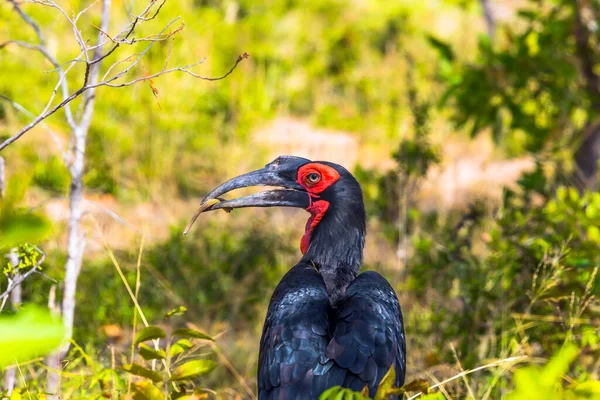 南地面角 光沢のある黒い羽毛と明るい赤い首を持つ大きな夜の鳥 アフリカのサバンナにあるクルーガー公園 異国情緒と写真観光のコンセプト — ストック写真