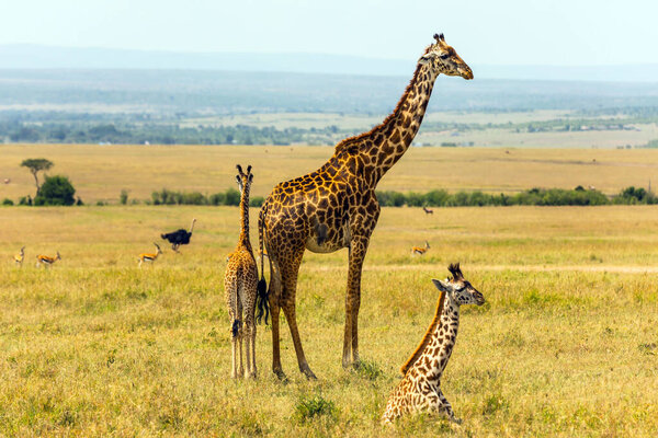 Family of giraffes grazing in the savannah. Wild animals in natural habitat. Safari - tour to the Kenya Amboseli Reserve. The concept of exotic, ecological and phototourism