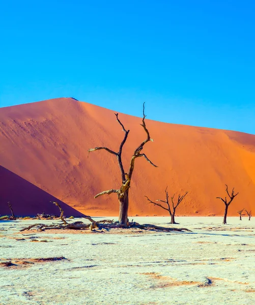 Lac Mort Avec Arbres Morts Dunes Jaune Rouge Silence Sonnant — Photo