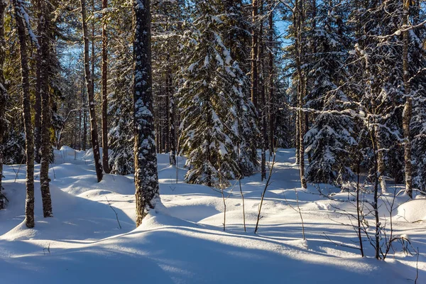 Ranua Dierentuin Lapland Zonnige Ijzige Besneeuwde Winterdag Sneeuwachtig Naaldbos Het — Stockfoto