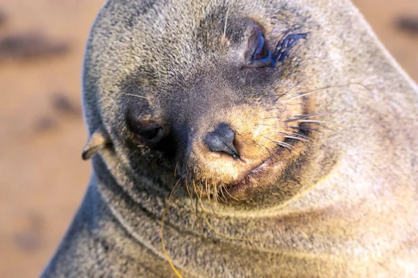 Charmiga Marina Däggdjur Stora Djur Örat Sigill Sola Atlanten Afrika — Stockfoto