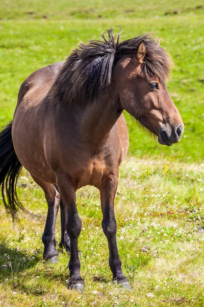 Portrait Cheval Pur Sang Avec Une Crinière Brune Herbe Haute — Photo