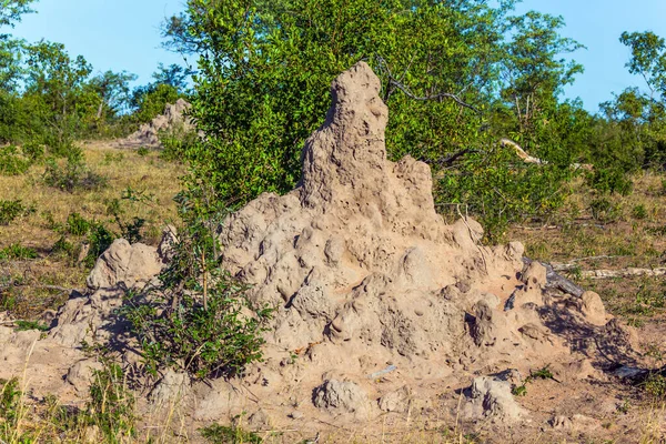 Termiter - cone-shaped house made of clay for termites. South Africa. The magnificent Kruger Park. The concept of active, extreme and photo tourism — Stock Image Termiter Cone Shaped House Made Clay Termites South Africa Magnificent Stock Image