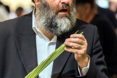 JERUSALEM, ISRAEL - 20 EYLÜL 2018 Dindar Yahudi dikkatle bir lulav seçer. Sukkot Güz Hasadı tatiline hazırlanıyorum. Dini, etnografik ve fotoğraf turizmi kavramı