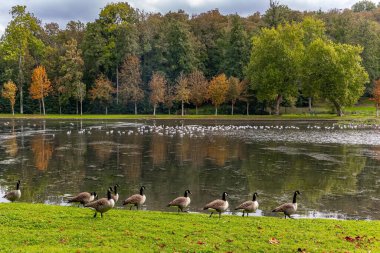 Büyük bir kaz sürüsü ve kar beyazı martı sürüsü gölde otluyor. Ile-de-France bölgesi. Dampierre Kalesi. Parktaki güzel göl. Fransa 'ya sonbahar gezisi