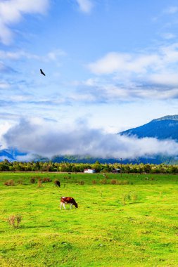 Carretera Austral dünyanın en pitoresk yollarından biridir. Şişman inekler Şili 'nin yeşil çayırlarında otlar. Dünyanın sonuna yolculuk et.. 