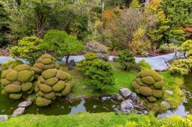 Garip bir şekilde budanmış çalılar ve ağaçlar. Japon Çay Bahçesi. Parlak, yoğun yeşillik temiz göletleri çevrelemektedir. San Francisco, Golden Gate Parkı. 