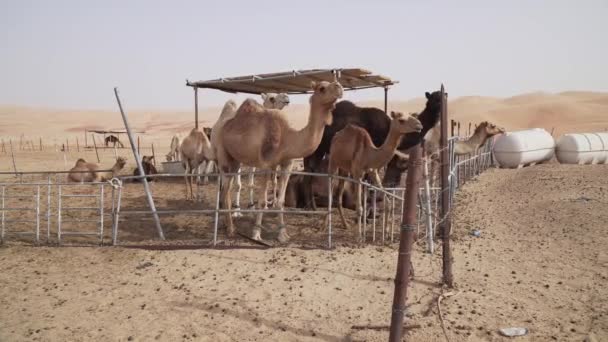 Cammelli in recinzione in una fattoria nel deserto di Liwa Emirati Arabi Uniti stock footage video — Video Stock