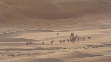 Develer Rub al hali çöl Birleşik Arap Emirlikleri Stok görüntüleri video kumulları çerçevede sabah erken emekliye gitmek