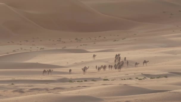 Camels aller au pâturage tôt le matin sur fond de dunes de sable dans le désert de Rub al Khali Émirats arabes unis stock footage video — Video