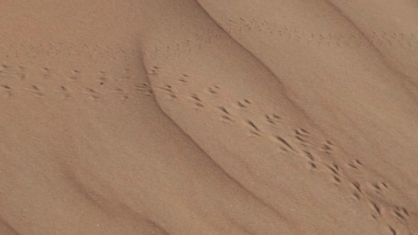 Fotspår av djur på sand i Rub al Khali öknen vid soluppgången Förenade Arabemiraten arkivfilmer video — Stockvideo