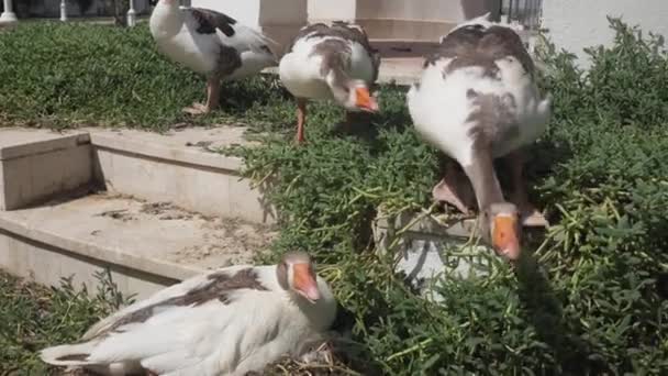 Gansos caseros silba mientras protege a su rebaño — Vídeo de stock