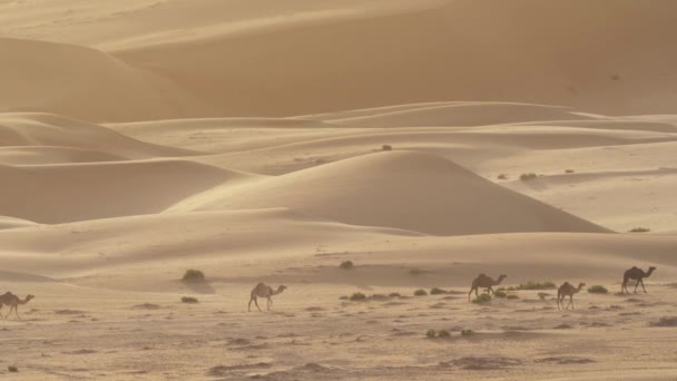 Camelos vão para o pasto no início da manhã contra o fundo de dunas de areia no deserto de Rub al Khali Emirados Árabes Unidos — Vídeo de Stock