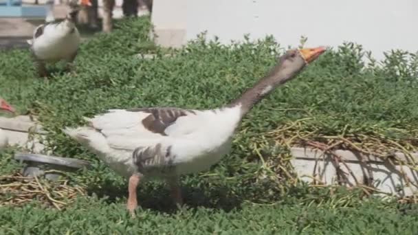 Les oies artisanales marchent sur l'herbe — Video