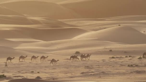 Kamelen Ga naar het weiland in vroege ochtend tegen de achtergrond van de zandduinen in de Rub al Khali woestijn Verenigde Arabische Emiraten stock footage video — Stockvideo