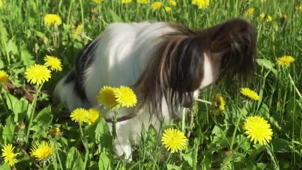 Hermoso perro Papillon sentado en el césped verde con dientes de león y comer imágenes de la hierba de vídeo — Vídeo de stock