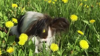 Güzel köpek dandelions yeşil çim üzerinde oturma ve yemek çimen Papillon Stok görüntüleri video