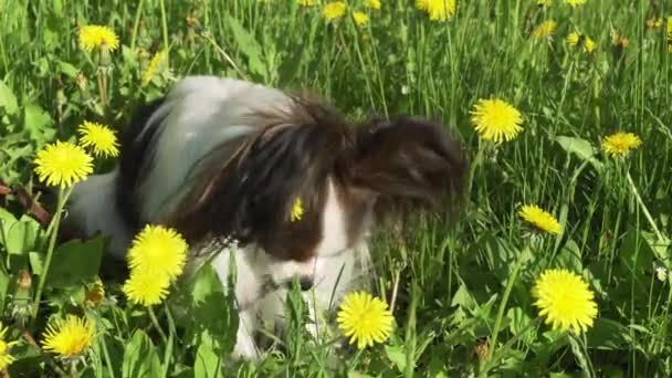 Gyönyörű kutya Papillon zöld gyep, pitypang ül, és eszik fű stock footage videóinak