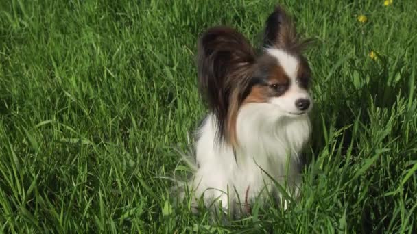 Krásný pes Papillon sedí na zeleném trávníku a jíst trávu sklad metráž video — Stock video