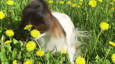 Güzel köpek dandelions yeşil çim üzerinde oturma ve yemek çimen Papillon Stok görüntüleri video