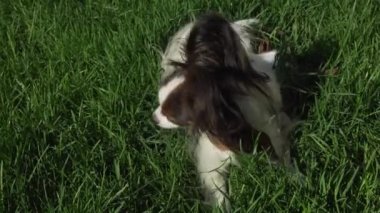 Güzel köpek Papillon yeşil çim ve çim Stok görüntüleri video yemek yatıyor