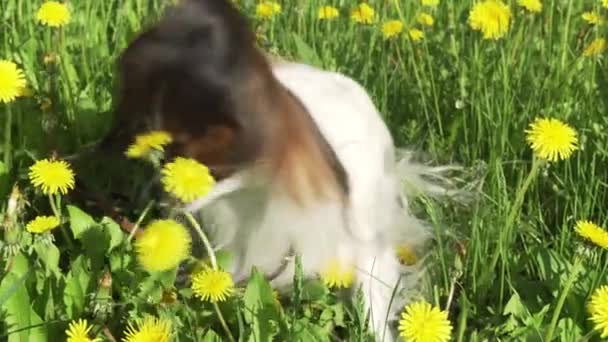 Hermoso perro Papillon sentado en el césped verde con dientes de león y comer imágenes de la hierba de vídeo — Vídeos de Stock