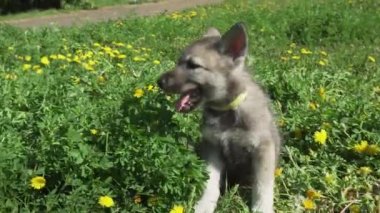 Yeşil çim park Stok görüntüleri video oynamaya Saarloos kurdu yavru eğlenceli güzel