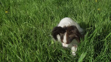 Güzel köpek yeşil çimenlerin üzerine oturma ve yemek çimen Papillon Stok görüntüleri video
