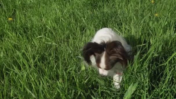 Bonito cão Papillon sentado no gramado verde e comer grama estoque de imagens de vídeo — Vídeo de Stock