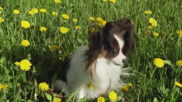 Vackra hund Papillon sitter på grön gräsmatta med maskrosor och äta gräs arkivfilmer video — Stockvideo