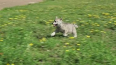 Yeşil çim park Stok görüntüleri video oynamaya Saarloos kurdu yavru eğlenceli güzel