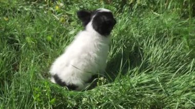 Yeşil çim Stok görüntüleri video oynarken güzel eğlenceli chihuahua köpek yavrusu
