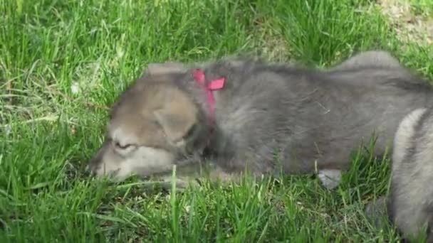 Hermosos cachorros divertidos de Saarloos wolfhound jugando en el césped verde en el parque de imágenes de vídeo — Vídeo de stock