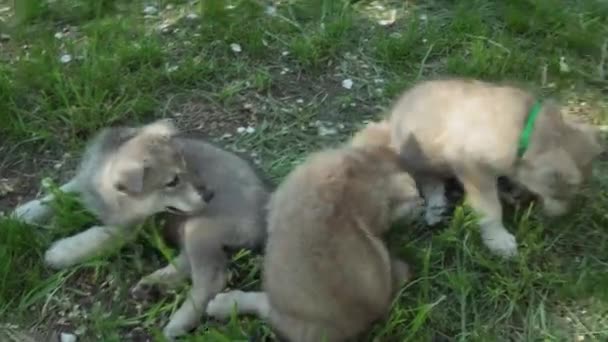 Bonitos cachorros divertidos de Saarloos wolfhound jogando no gramado verde no parque de imagens de vídeo — Vídeo de Stock