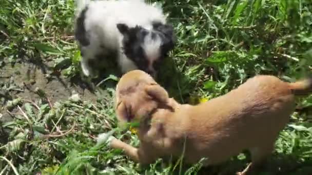 Hermoso divertido chihuahua cachorro jugando en el césped verde material de archivo de vídeo — Vídeo de stock