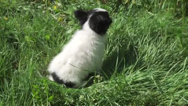 Hermoso divertido chihuahua cachorro jugando en el césped verde material de archivo de vídeo — Vídeo de stock