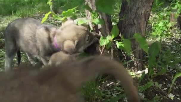 美しいビデオ公園の映像素材で緑の芝生で遊んでサールロース ・ ウルフハウンドの子犬を面白い — ストック動画