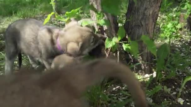 Hermosos cachorros divertidos de Saarloos wolfhound jugando en el césped verde en el parque de imágenes de vídeo — Vídeo de stock