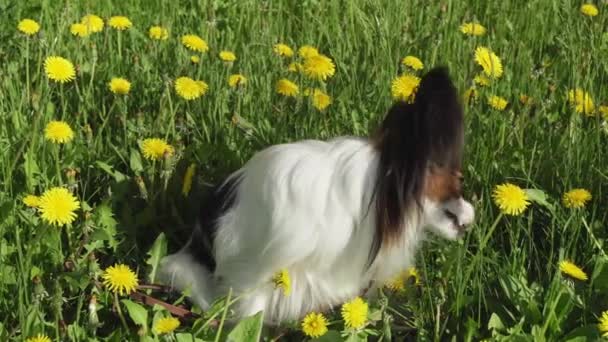 Schöner Hundepapillon sitzt auf grünem Rasen mit Löwenzahn und frisst Gras — Stockvideo