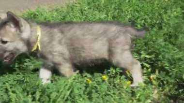 Yeşil çim park Stok görüntüleri video oynamaya Saarloos kurdu yavru eğlenceli güzel