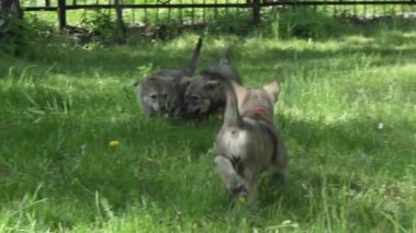 Yeşil çim park Stok görüntüleri video oynamaya Saarloos kurdu yavru eğlenceli güzel