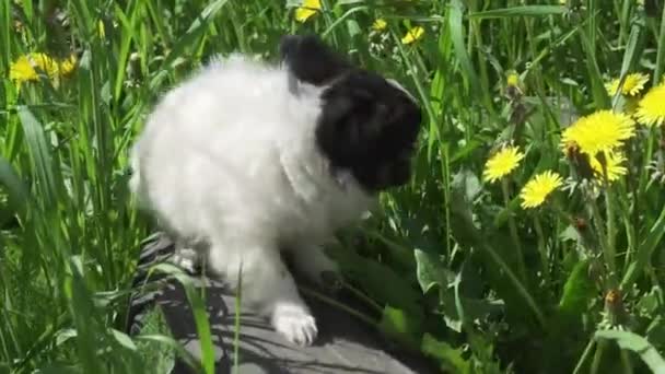 Mooie amusant chihuahua pup spelen op groen gazon stock footage video — Stockvideo