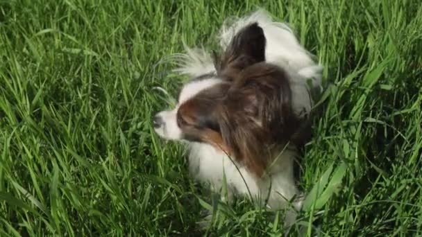 Gyönyörű kutya Papillon zöld gyep ül, és eszik fű stock footage videóinak — Stock videók
