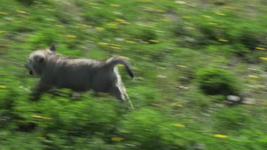 Yeşil çim park Stok görüntüleri video oynamaya Saarloos kurdu yavru eğlenceli güzel