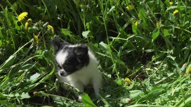 Yeşil çim Stok görüntüleri video oynarken güzel eğlenceli chihuahua köpek yavrusu