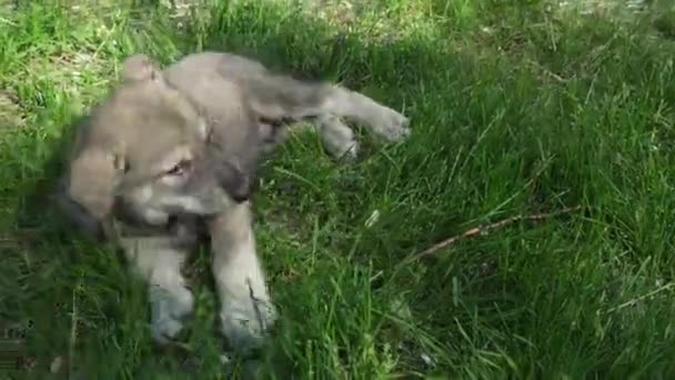 Hermosos cachorros divertidos de Saarloos wolfhound jugando en el césped verde en el parque de imágenes de vídeo — Vídeos de Stock