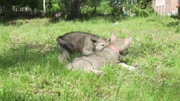 Hermosos cachorros divertidos de Saarloos wolfhound jugando en el césped verde en el parque de imágenes de vídeo — Vídeos de Stock