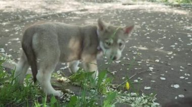 Yeşil çim park Stok görüntüleri video oynamaya Saarloos kurdu yavru eğlenceli güzel
